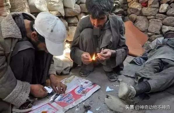 致命毒蝎号称“穷人的*品毒**”，巴铁还把它当烟抽，它有什么魔力？