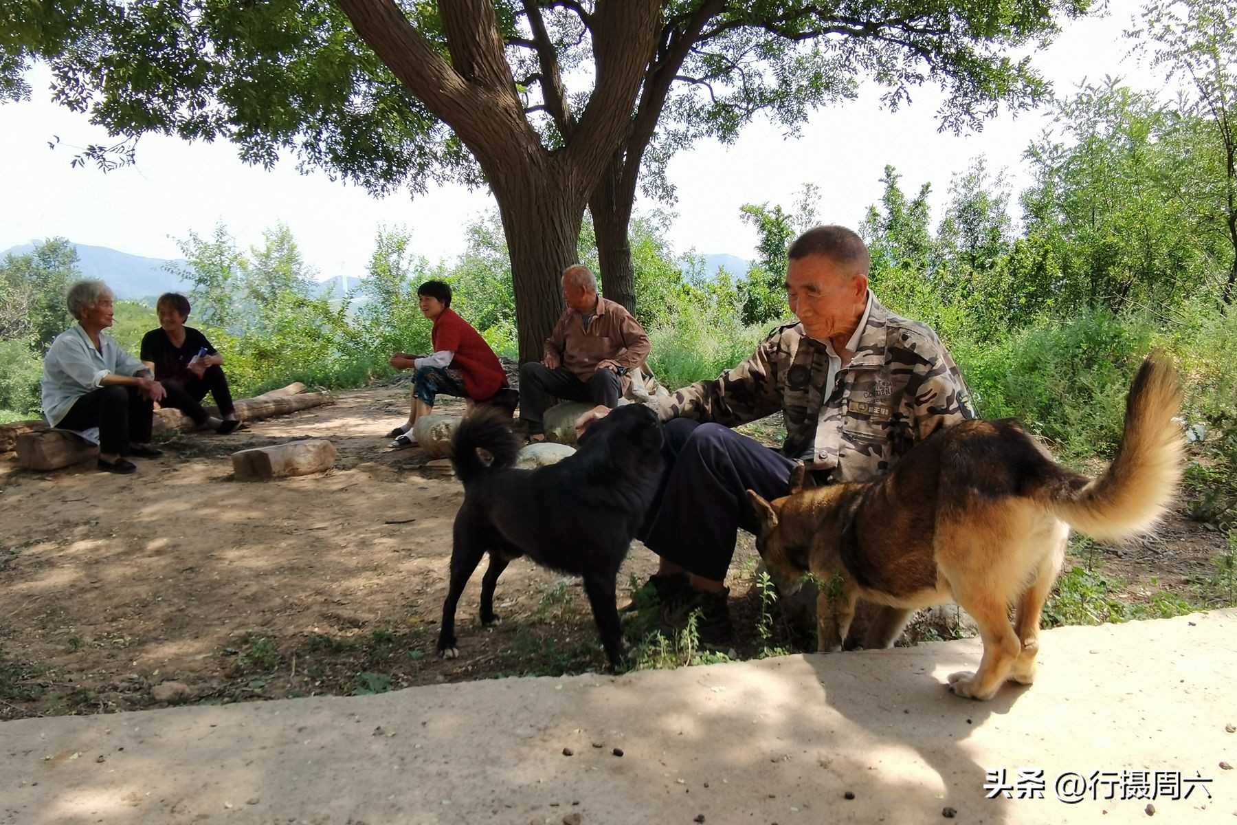老人在山上养了两条狼狗,山里老人养的大狗