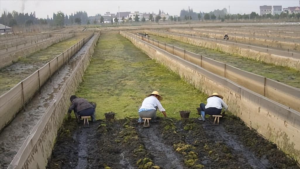 水蛭龙虾自繁自养,自繁自养水蛭