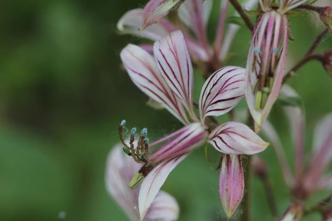 150种常见药用植物大全,150余种常见药用植物花期组图