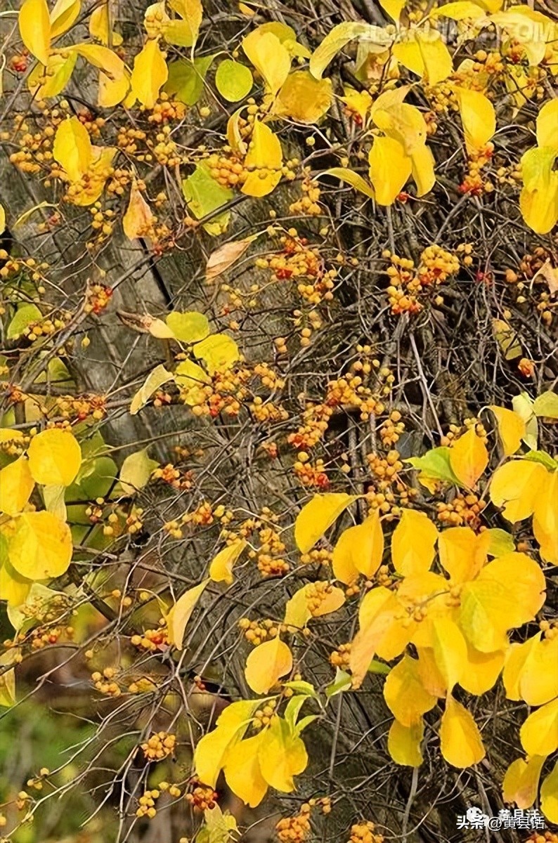 南蛇藤是山里最美的藤本植物
