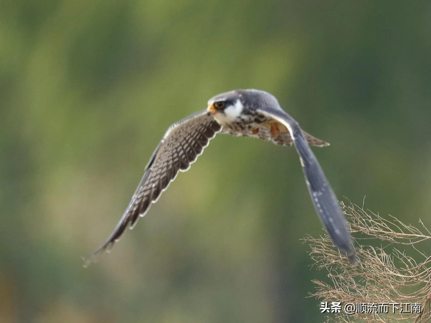 红脚隼叫声,红脚隼