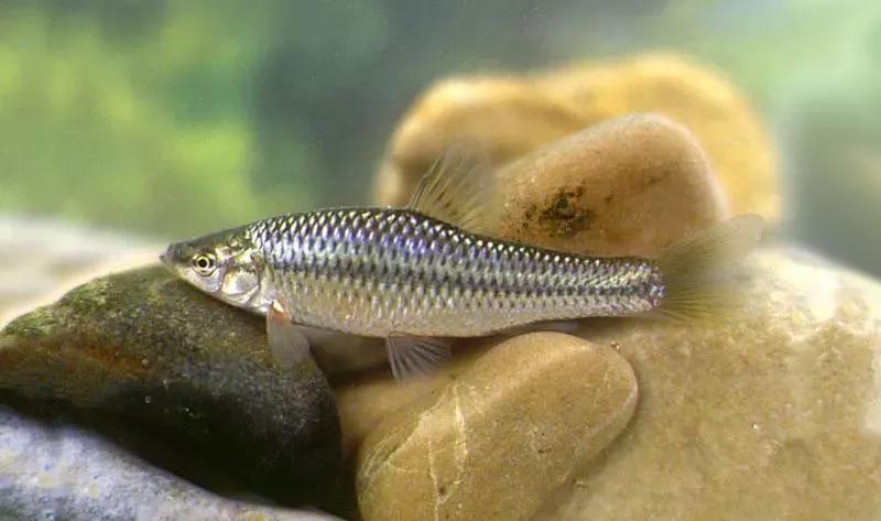 2020年禁养水产类名单,国家禁止放生的鱼类有哪些