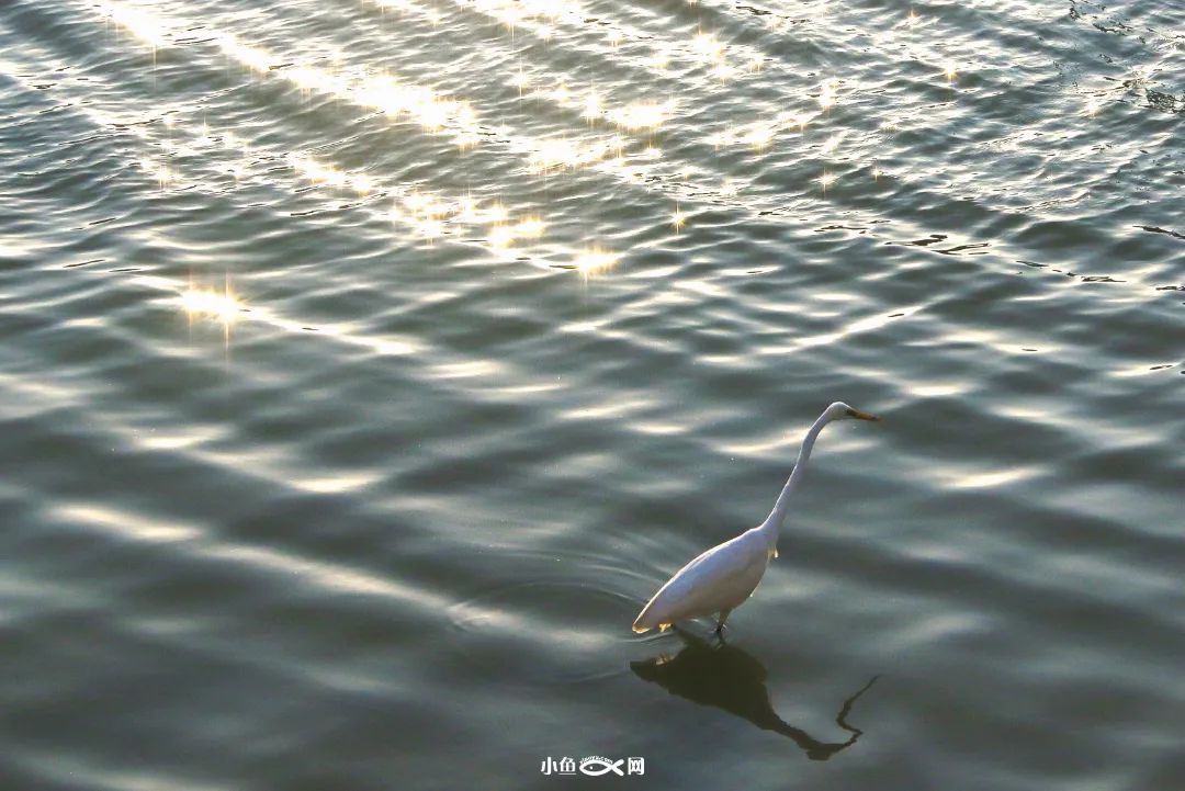 从百年渔港到网红地标!走进厦门最古老的港口,沙坡尾的40年...