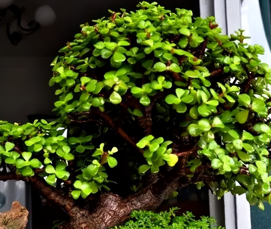 聚财的6种花,招财聚财的花卉