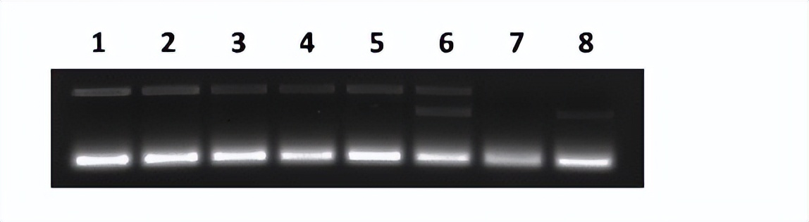 维生素d对神经系统的作用,维生素D在人体内的生理机能
