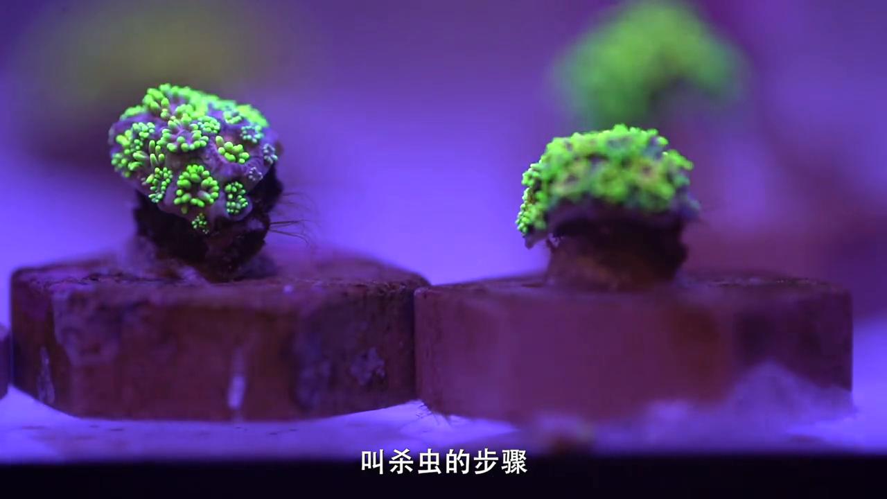海缸50缸珊瑚造景,海缸30度珊瑚脱藻吗
