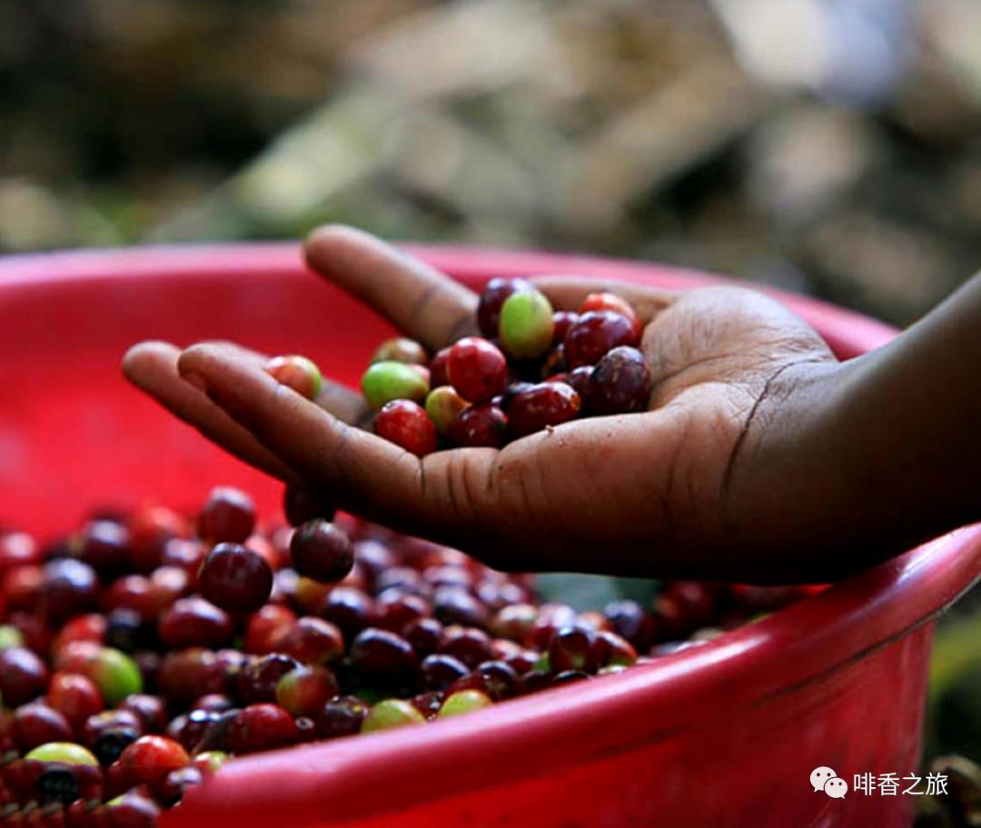 咖啡的产地及分布,咖啡四大著名产地