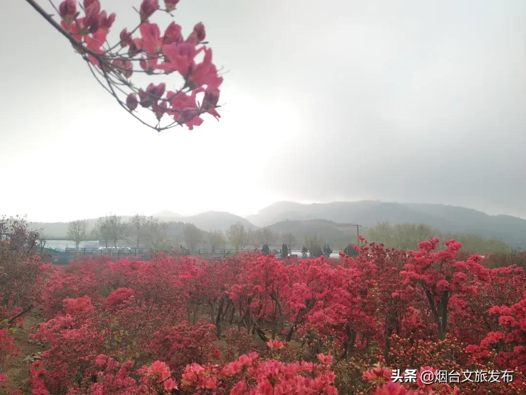 大山里映山红好美,映山红的美丽之处