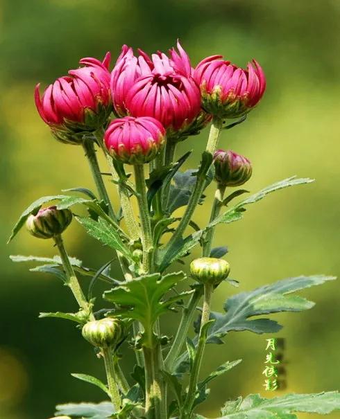 这二十幅极品花卉越看越醉,超好看又耐看的花卉图