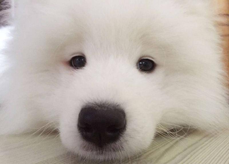 养狗多年才知道狗狗跟你玩,养狗的整天被狗舔有危险吗