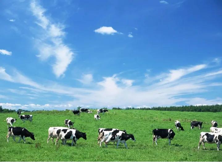 海南特色产业发展前景,怎么样发展农村特色产业