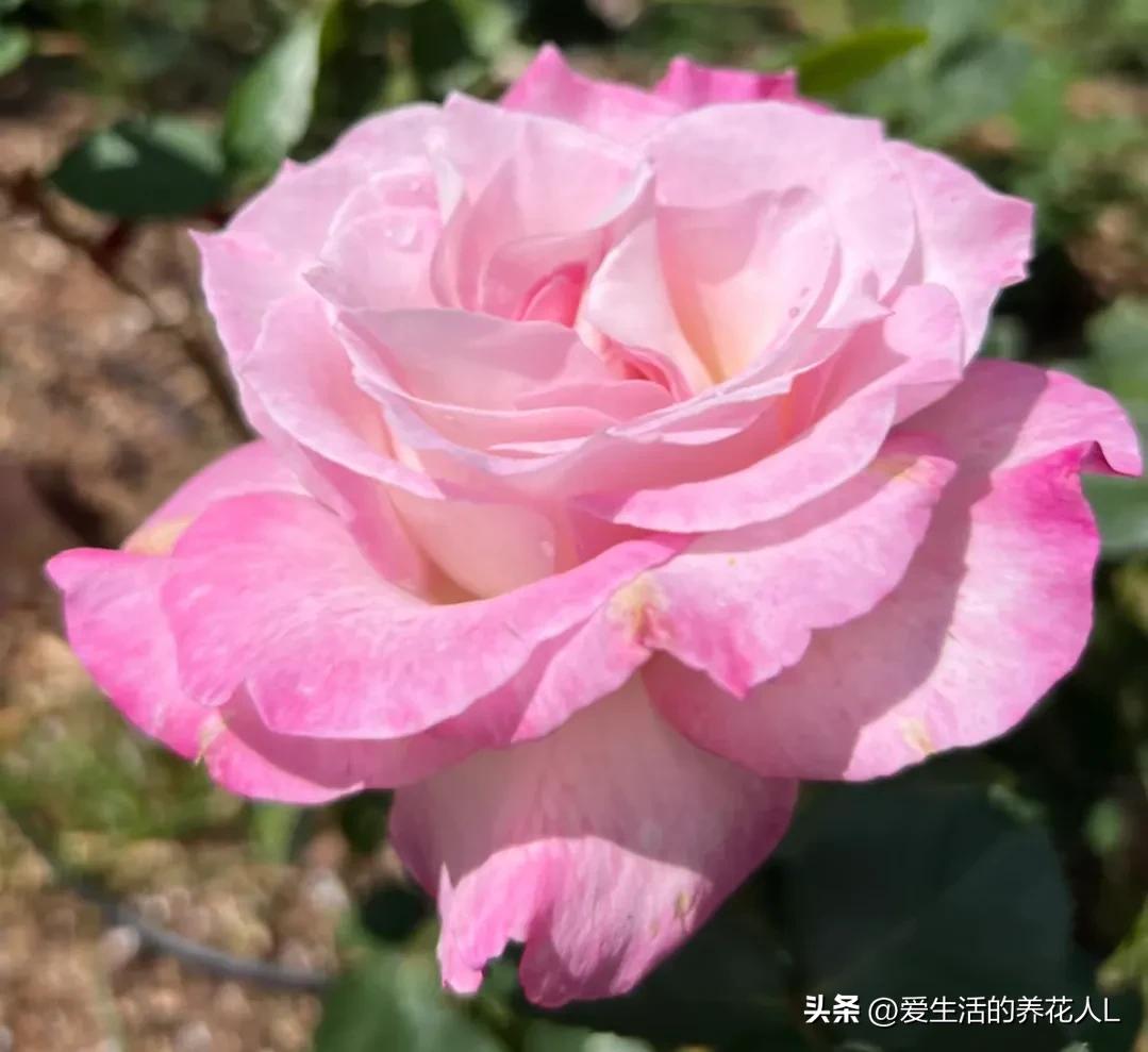 五彩斑斓颜色艳丽的月季花图片,各种色彩缤纷艳丽的月季花图片