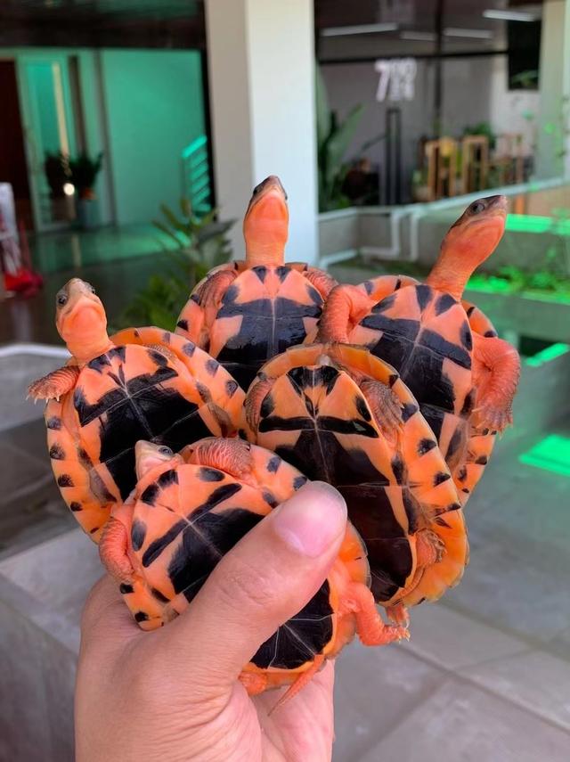 金钱龟养殖方法以及技术分享,金钱龟幼龟的宠物养殖方法