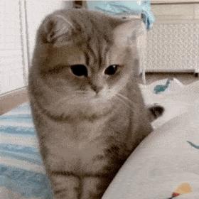 新手养猫哪种猫粮好,新手养猫什么猫粮好