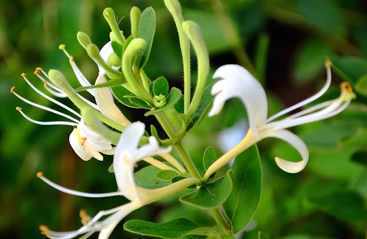 如何进行金银花栽培管理，有没有什么注意事项?