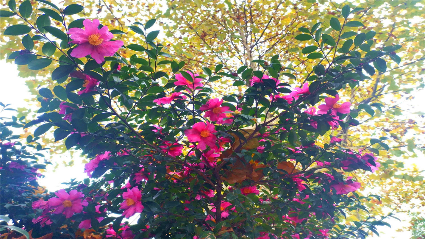 一杯茶一份淡雅的情怀,一杯雅茶