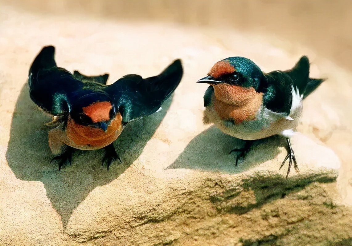 羽色最绚丽的鸟图片,鸟类雨后飞翔照片