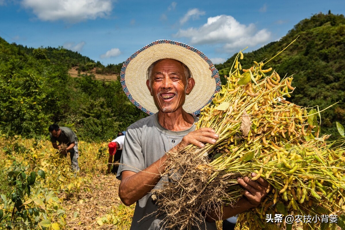 大豆上打啥药能让大豆高产,如何才能种出高产优质的大豆