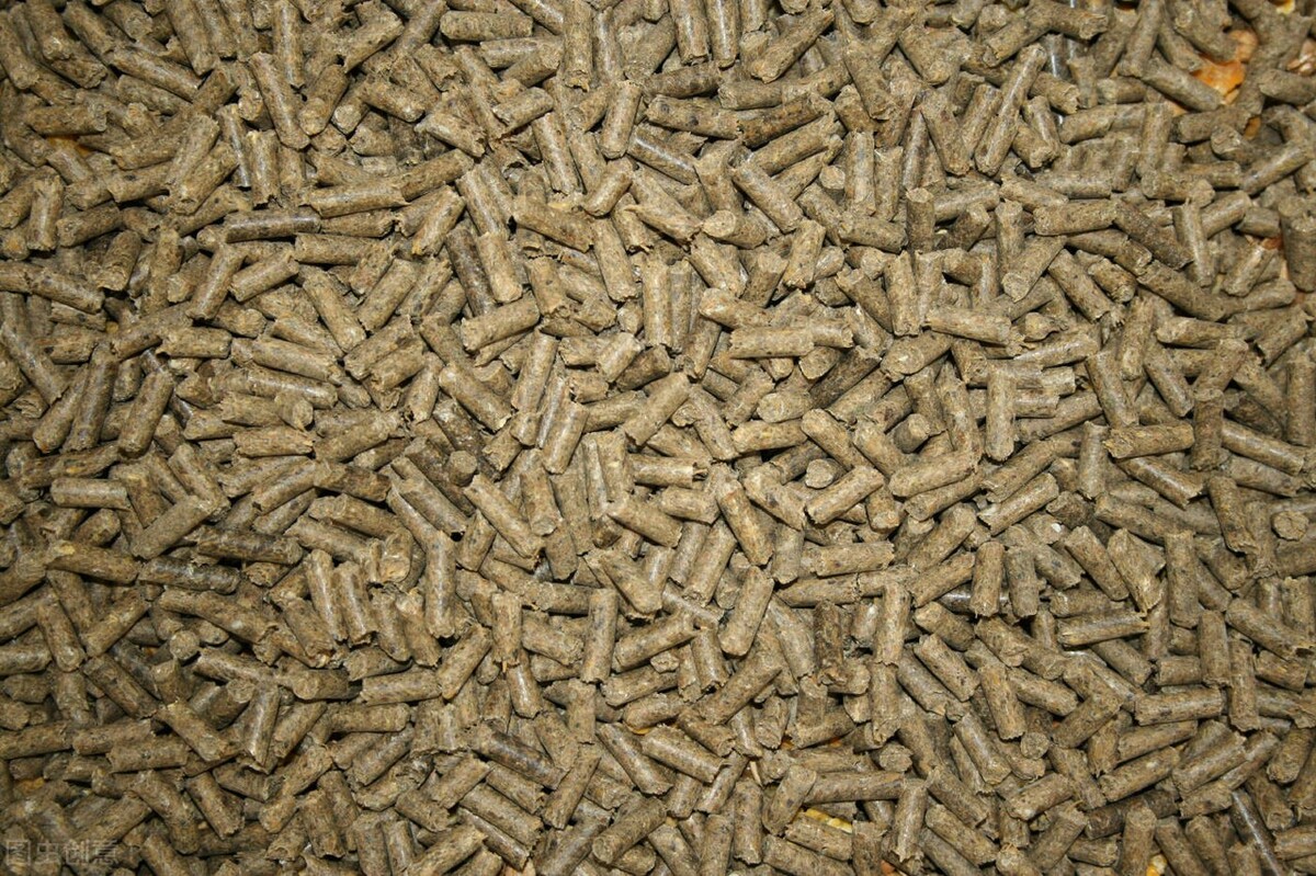 养牛喂玉米的正确方法,玉米养牛怎么用