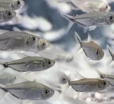 什么鱼观赏鱼不吃水草,适合在造景缸里的大型观赏鱼推荐