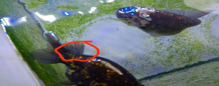 养狮子头金鱼心得,教你正确饲养金鱼的方法