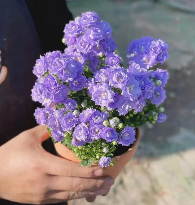 丹麦风铃怎么养出状态,丹麦风铃的养护方法