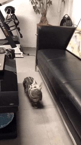 广东人的灭蚊术,阎王见了也发怵