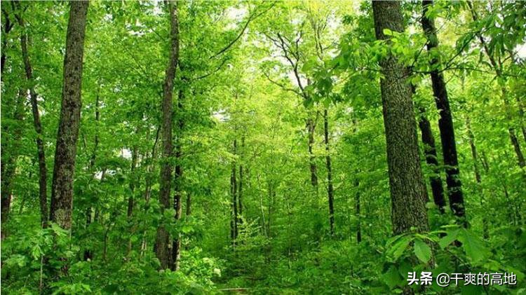 有人评价傅菲的散文语言,散文傅菲成年礼阅读答案