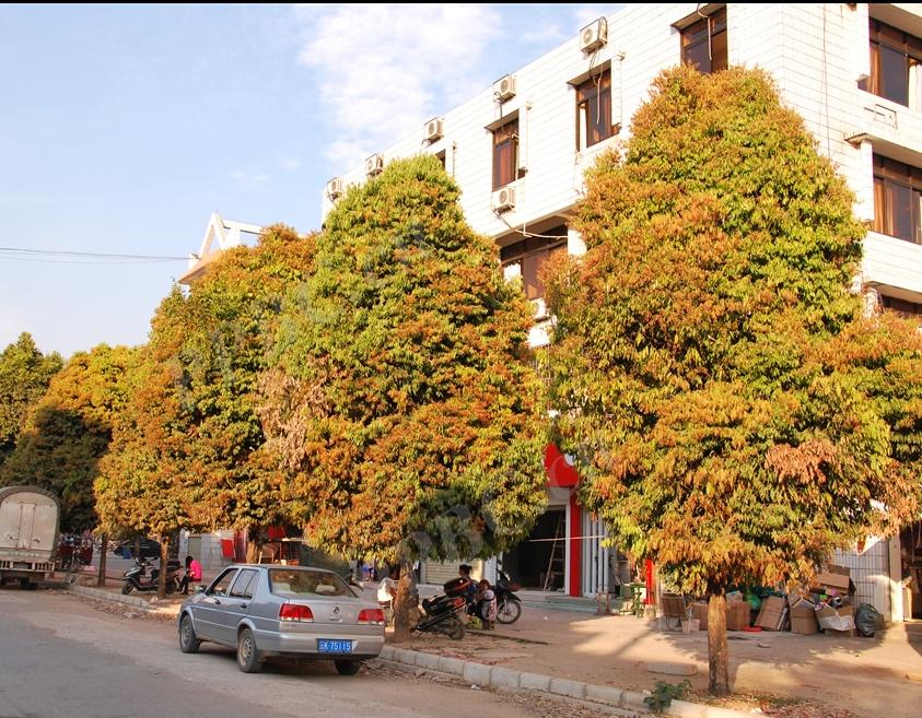 铁刀木和松木哪个好,铁力木和铁刀木哪个更好