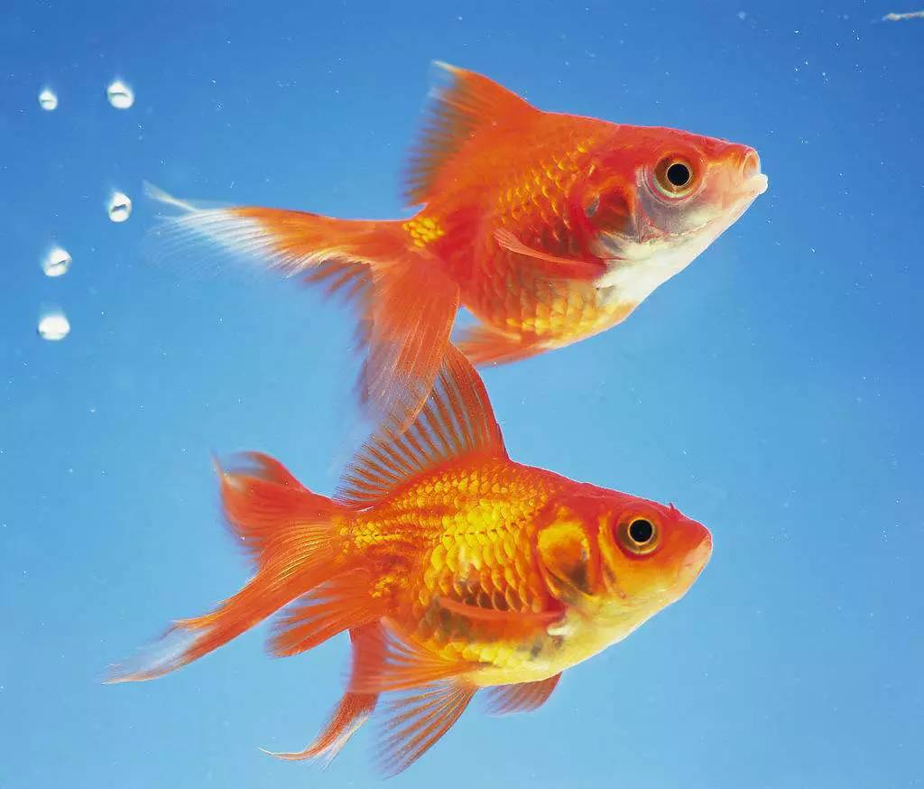 除了猫狗还有哪些适合家养的宠物,除了猫狗可以养别的什么宠物