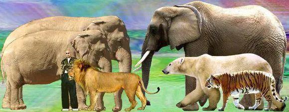 百兽之王和北极熊,百兽之王北极熊