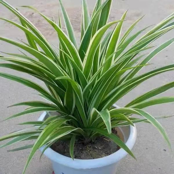 净化空气吸甲醛最好的植物排名,哪些植物对猫咪无毒又能吸附甲醛