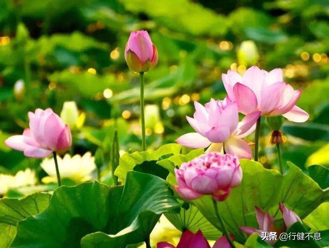 门对寒流雪满山的翻译,门对寒流雪满山