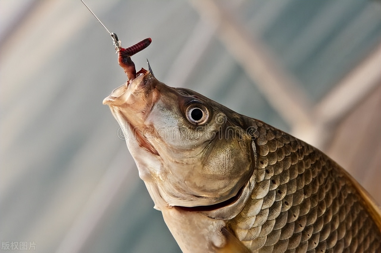 红虫挂钩的正确方法朝天钩挂红虫,钓鱼红虫是直接挂钩好还是皮筋好