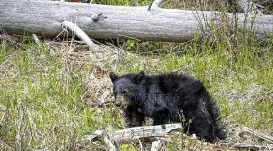 鏉戞皯鎶婄唺褰撶嫍鍏讳簡涓夊勾,琚潙姘戞敹鍏荤殑鐔婂唇