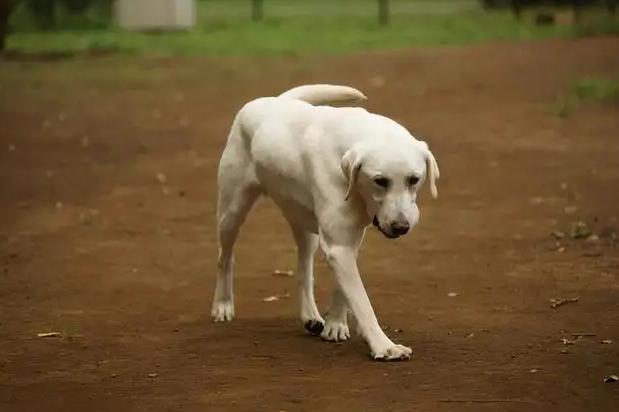 打骂狗狗,打骂狗狗有什么影响