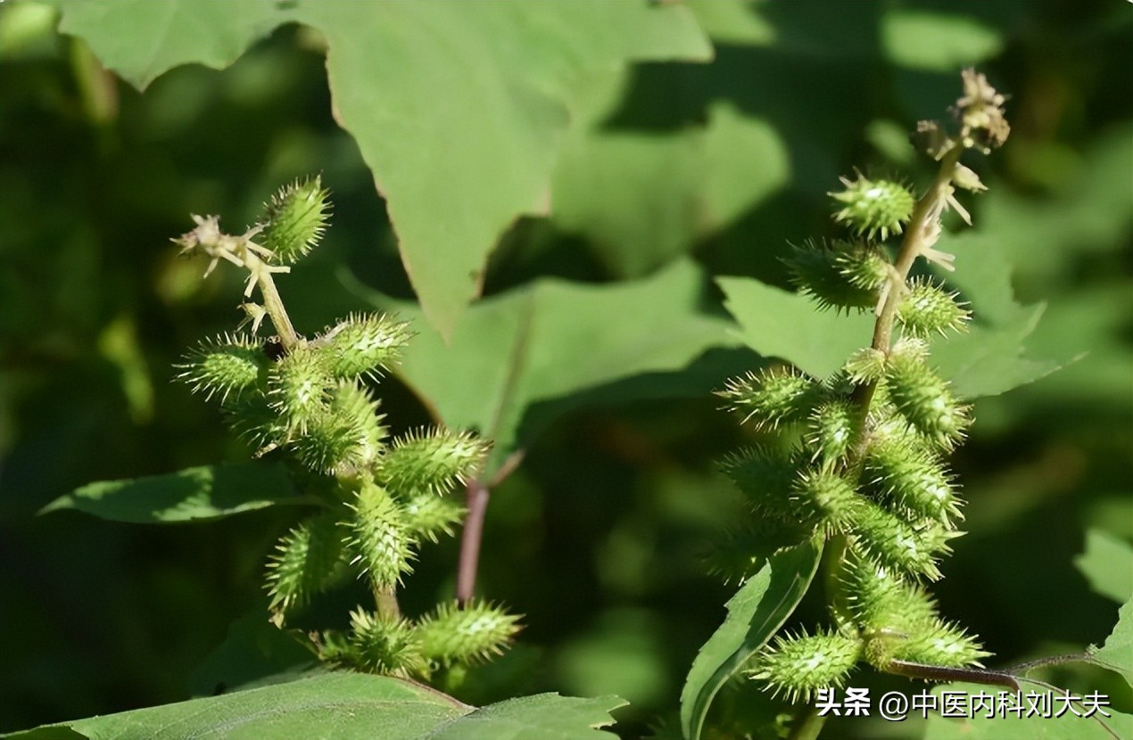 上热下寒导致的鼻炎中医,鼻炎上热下寒方子