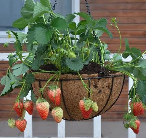 盆栽草莓的种植方法一步一步教你,盆栽草莓也比较好种植和养殖