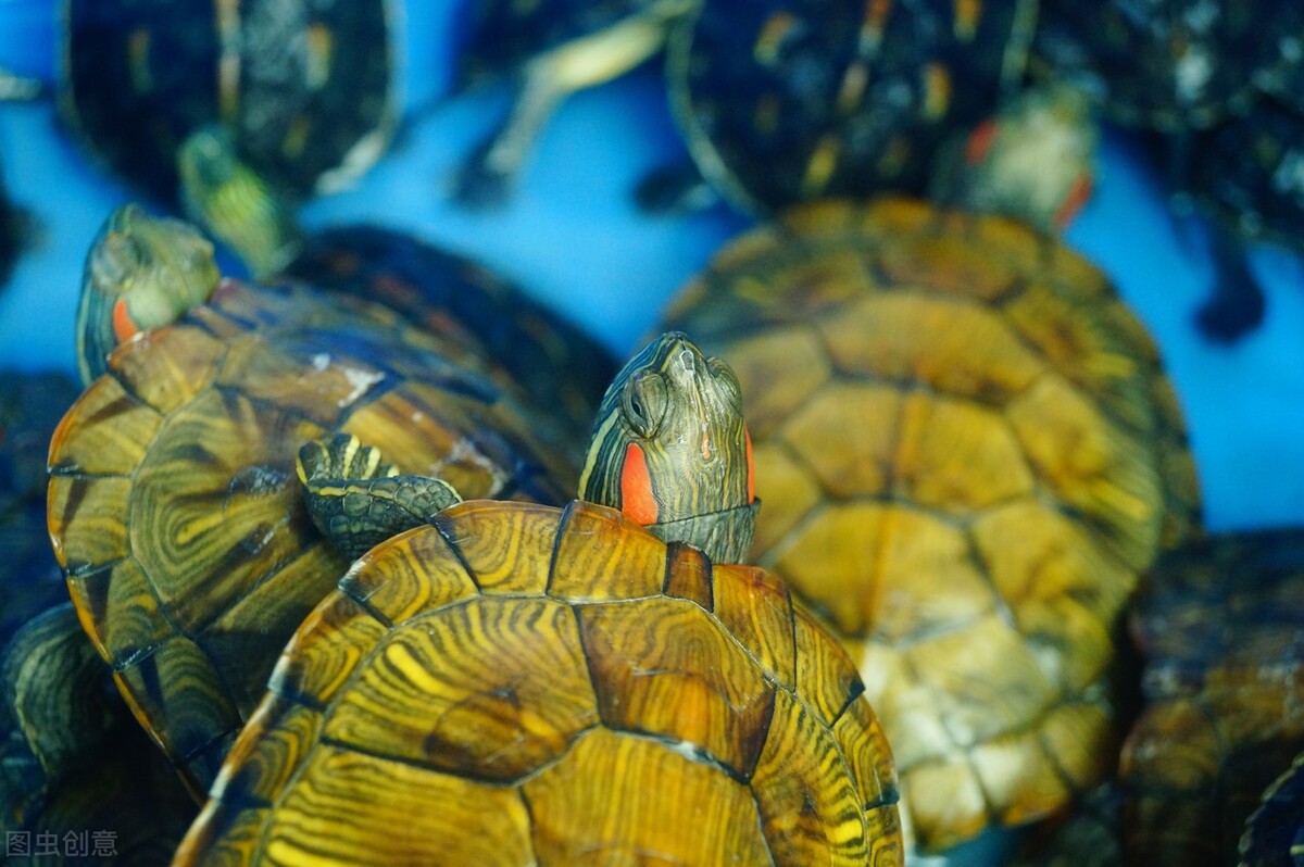 呋塞米喂乌龟每次喂多少,乌龟喂龟粮多久喂一次食物