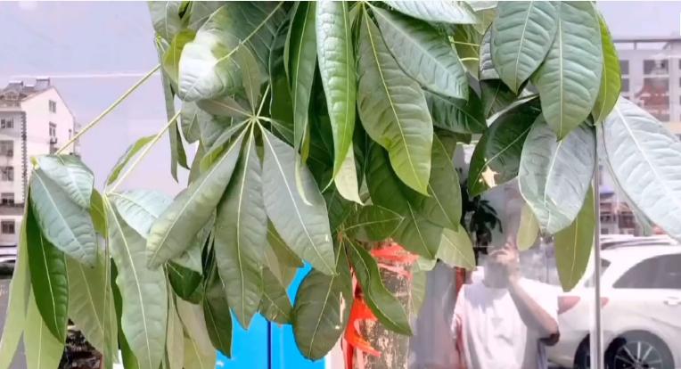 发财树病虫害图解大全,发财树都有哪些病虫害