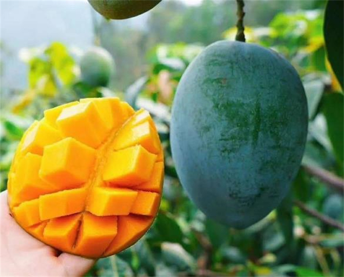 四川攀枝花凯特芒果新鲜大芒果,凯特芒果和椰香芒果有啥区别