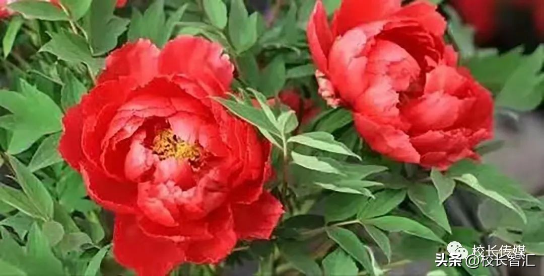 张俊容：中层干部的角色定位与责任担当