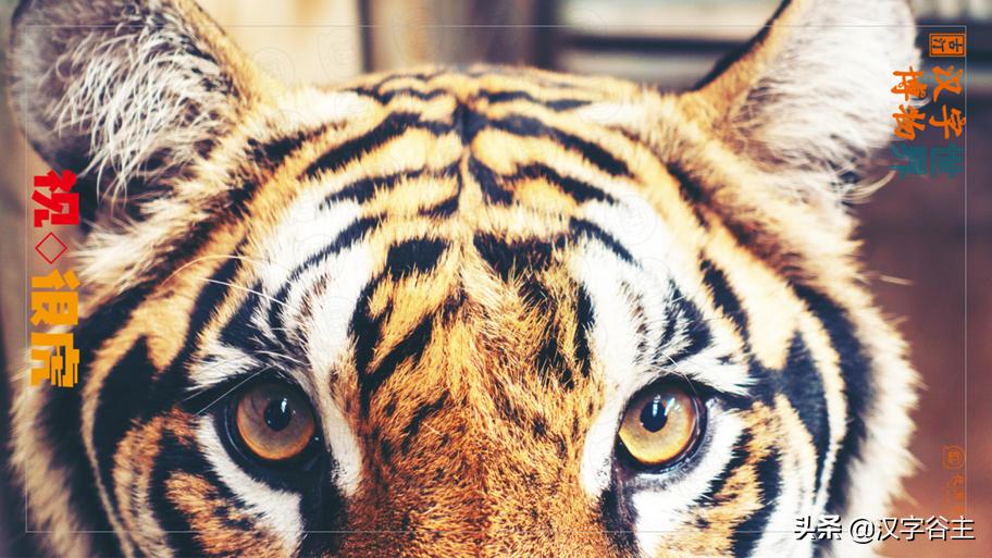 虎年带虎的成语,搜集有关虎年的成语十则