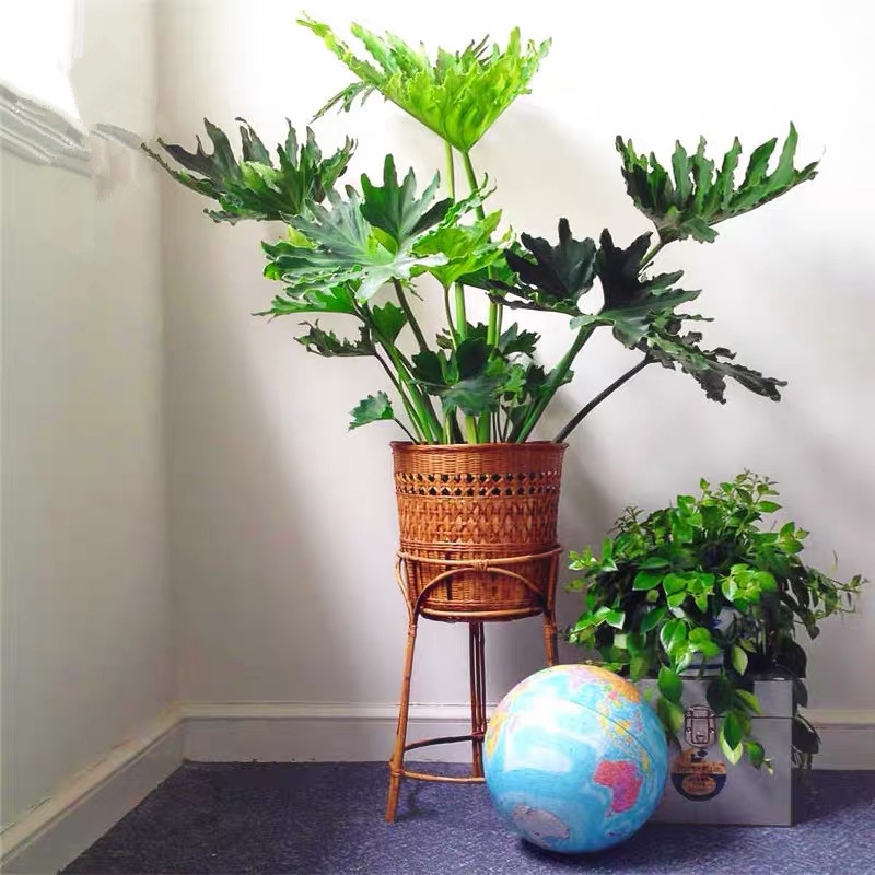 超级好养的大绿植排名前十,比较好养的大型绿植