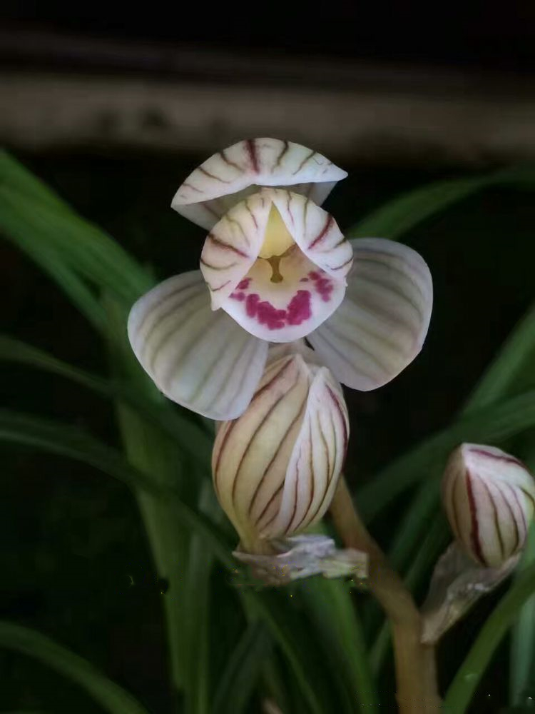 他花重金收购一棵兰花，并以妻子之名命名，后来该花叱咤兰界多年