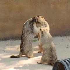 虽然知道她对丰唇很执着，但美女不要再乱折腾了