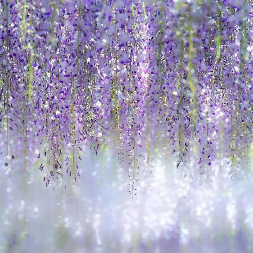 紫藤花，一锅炖不下的豆科，也有浪漫的一帘幽梦｜花名册No.00079