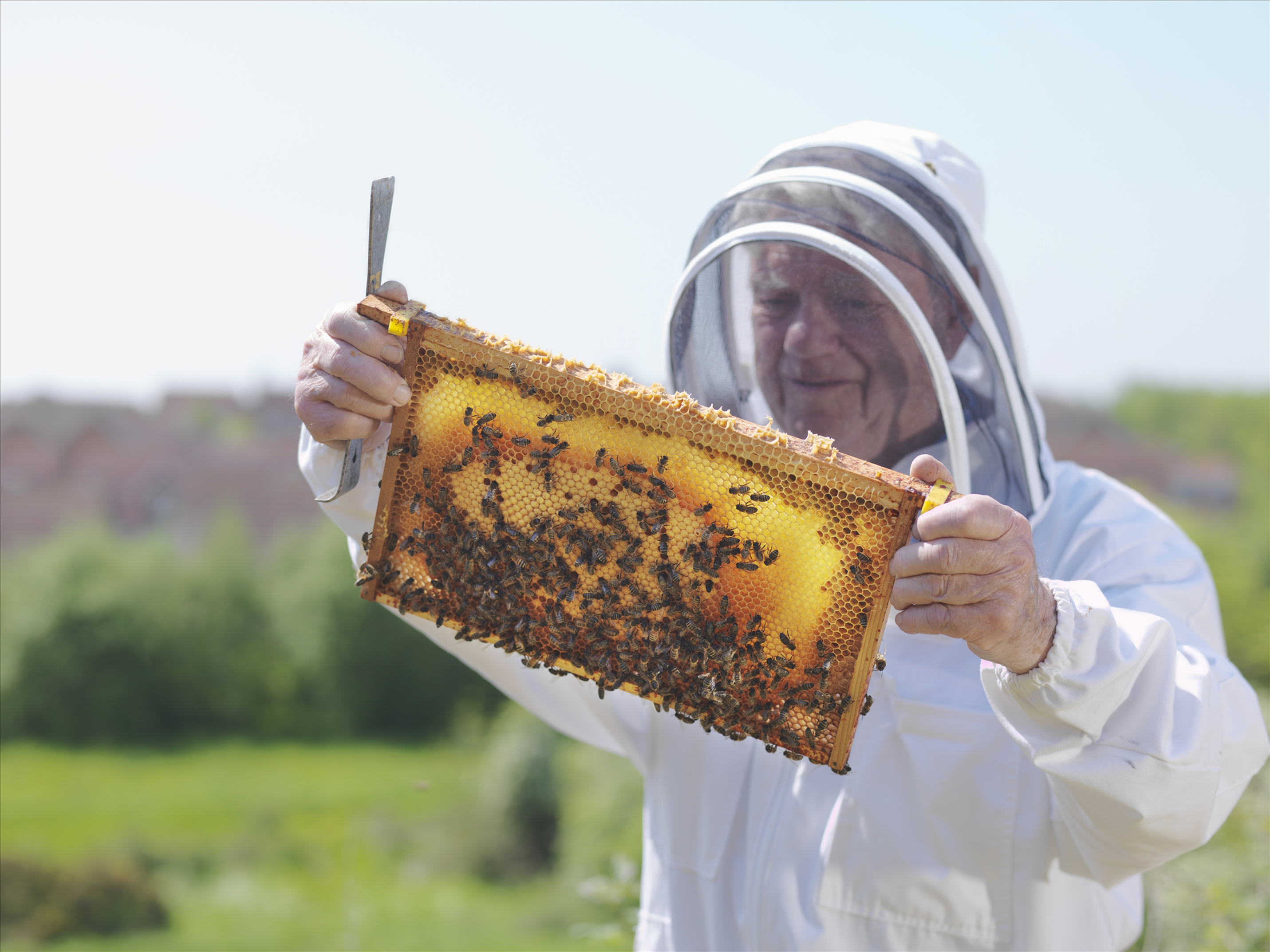麦卢卡蜂蜜的正确吃法和用量,麦卢卡蜂蜜早上吃好还是晚上吃好