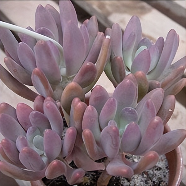 102个大类近500个多肉植物图片，都极其美丽，建议在家中也养一盆